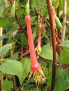 Fuchsienbild F. splendens var. cordifolia 03